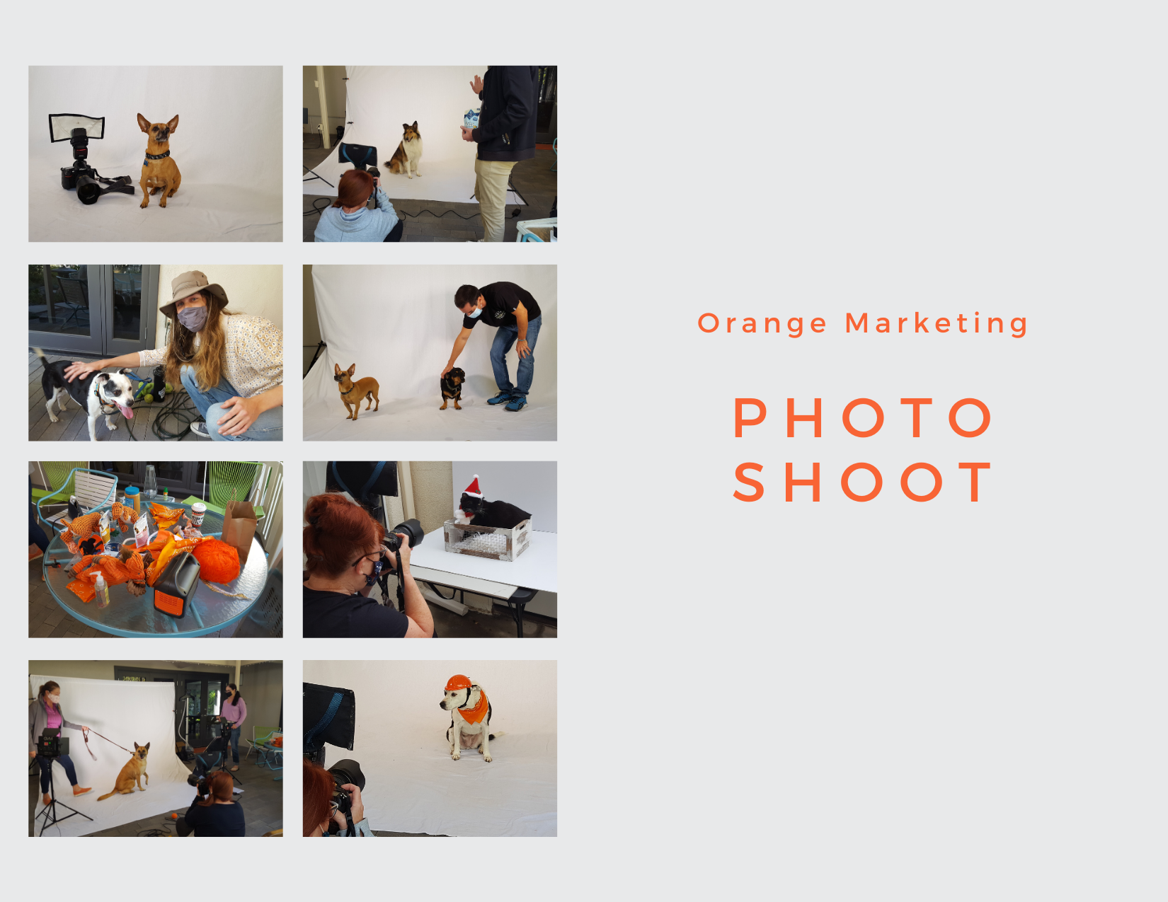Orange Marketing Pet Photo Shoot